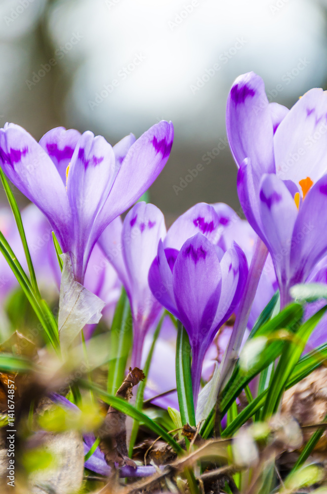 The field with crocuses in the wild nature