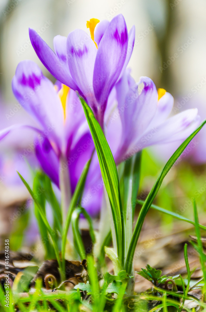 The field with crocuses in the wild nature The field with crocuses in the wild nature