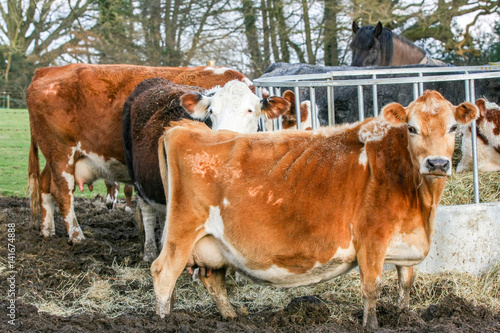 Outdoor cows eating hay in a field