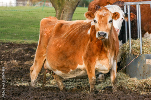 Jersey cow in a muddy field eating hay