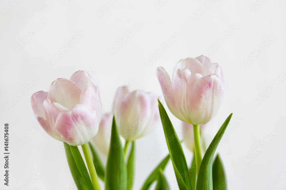 Fototapeta premium Pink tulips on white background