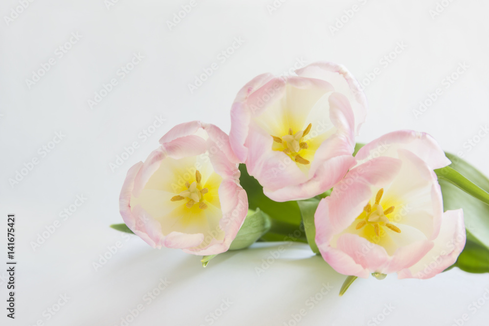 Pink tulips on white background