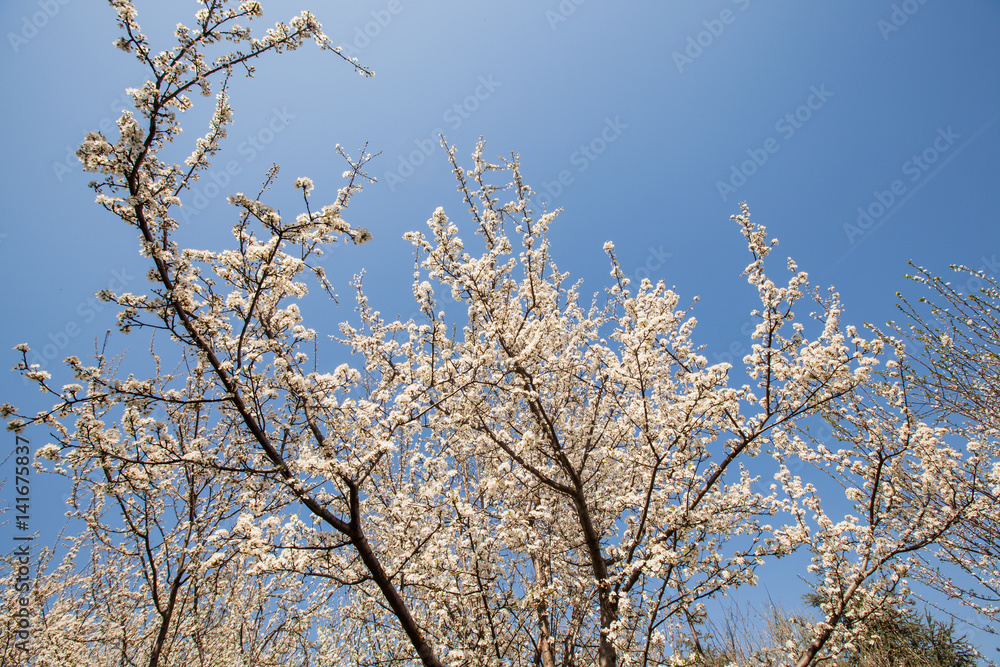Spring flower blooming, blossoming tree. Spring flower blooming, blossoming tree.