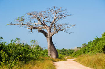 Leinwandbilder Baobab Großer Baobab am Savannenweg  © shangarey