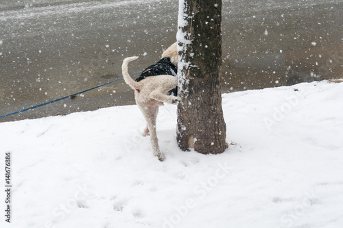 Dog Peeing On A Tree