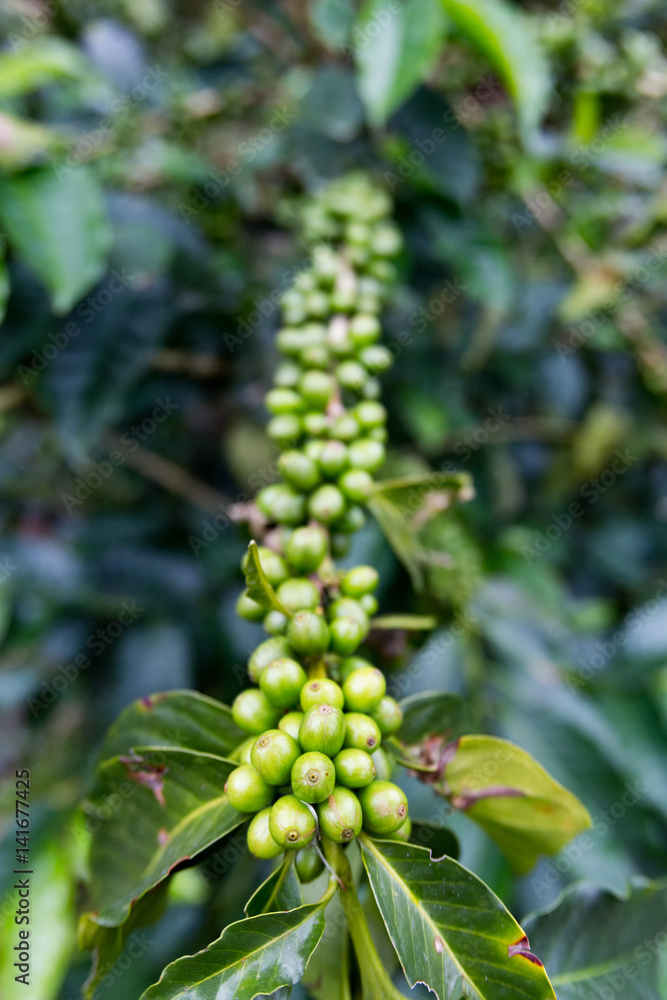 Portrait view of newly formed green coffee beans on a coffee tree at an organic coffee plantation near Chinchina, Colombia.