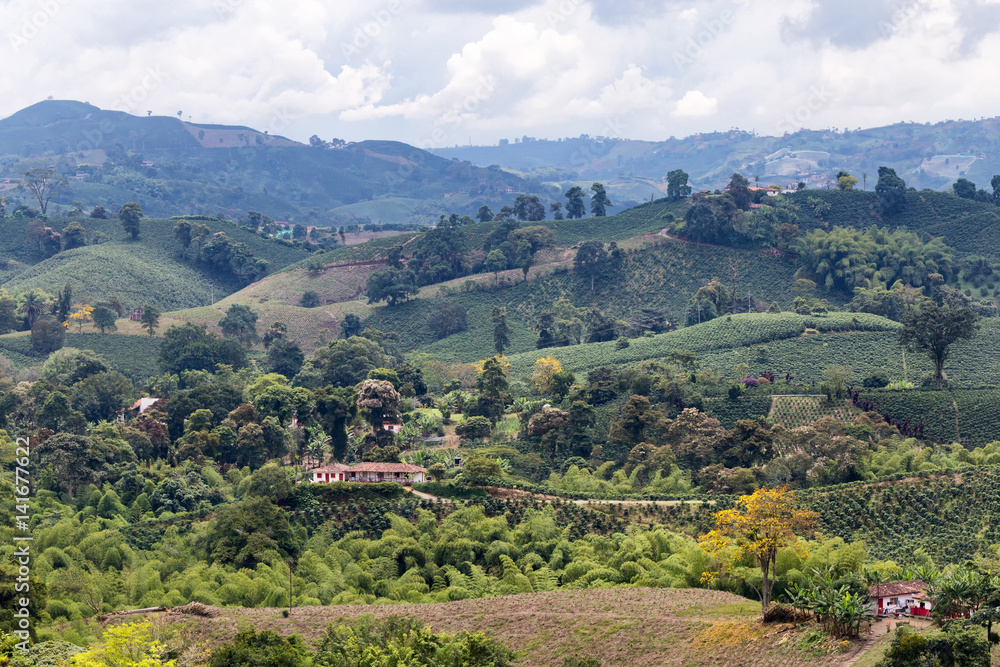 View of coffee plants on mountains in the Colombian state of Caldas.