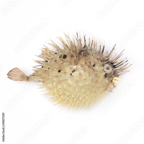 Bloated fish hedgehog on white background isolated