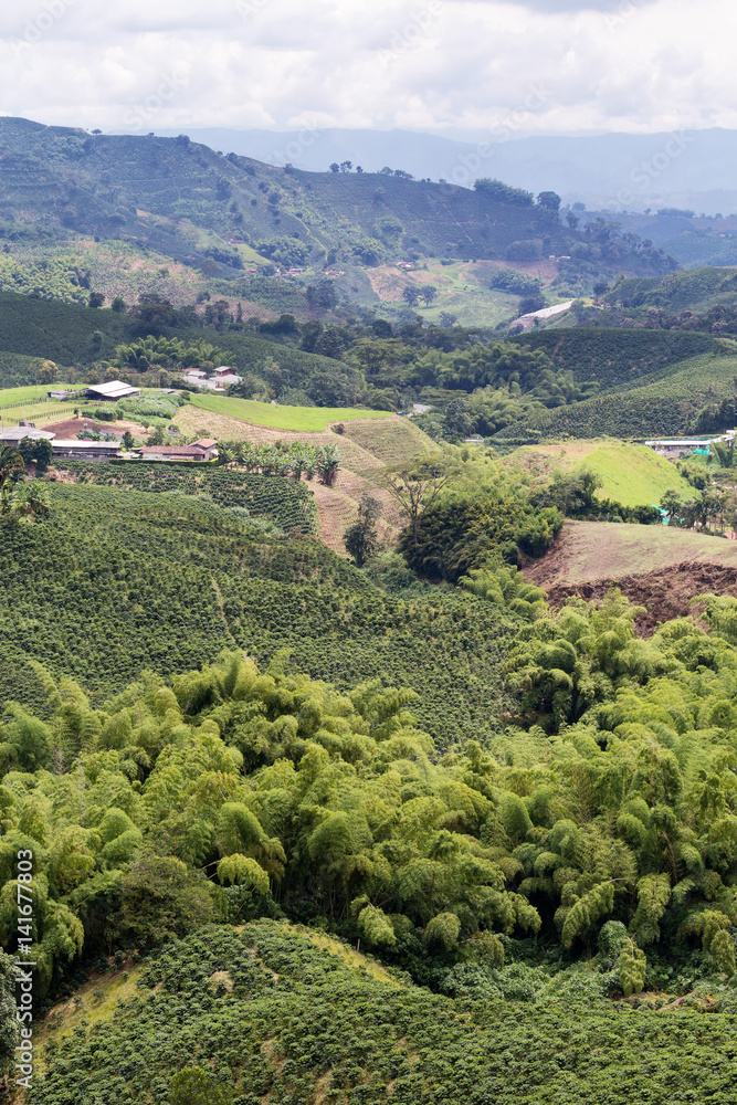 Large outcroppings of bamboo grow among coffee trees near Chinchina, Colombia.