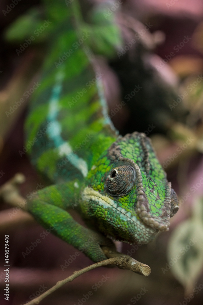 Closeup on a green chameleon with focus on his eye Closeup on a green chameleon with focus on his eye