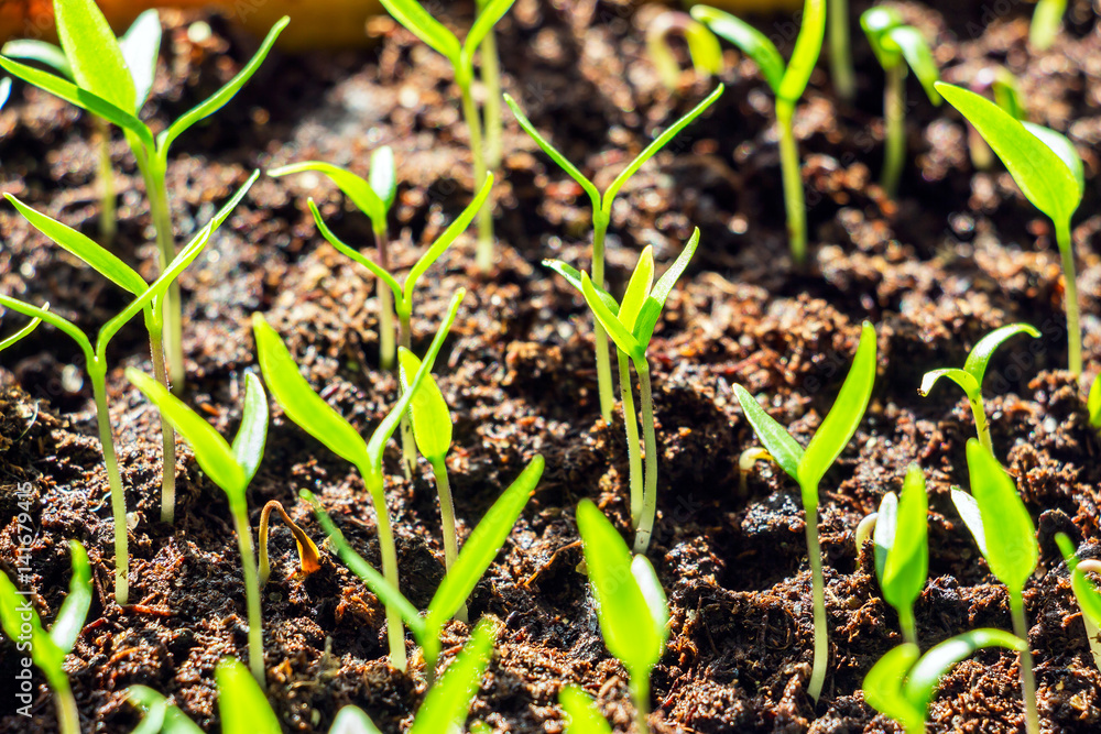 The green shoots of the seedlings emerge from the soil. Selective focus 1 The green shoots of the seedlings emerge from the soil. Selective focus 1