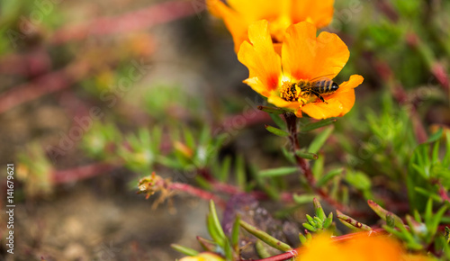 bee pollinating a flower