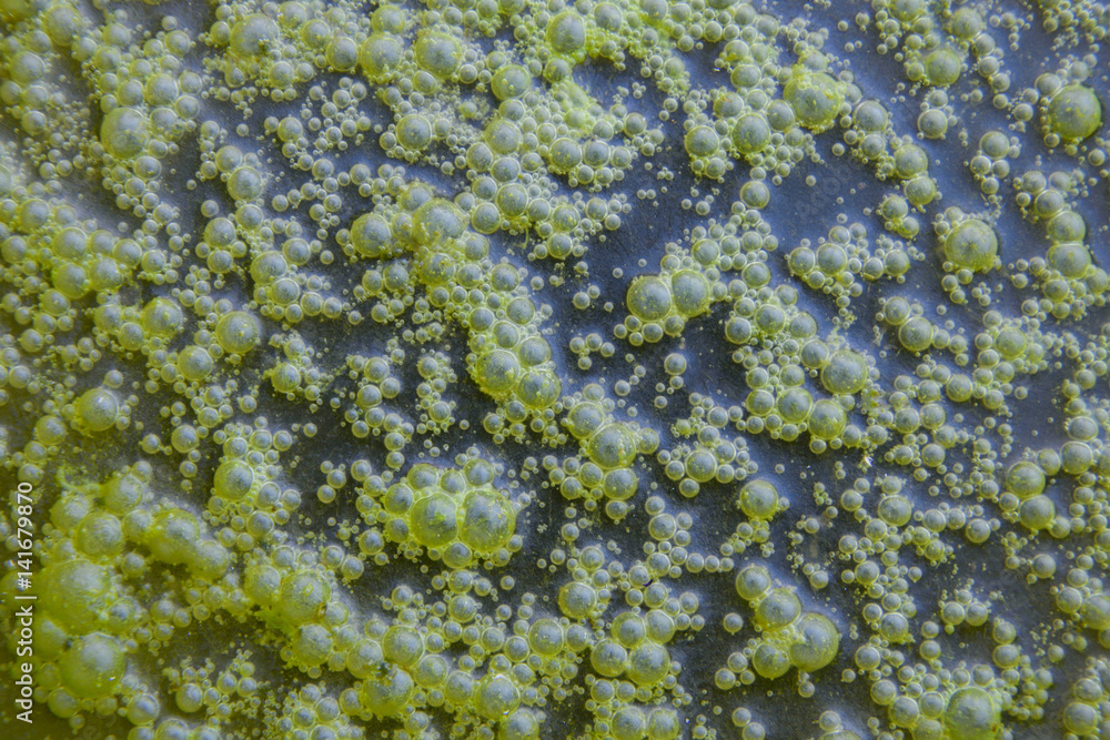 Obraz premium background of green water bubbles