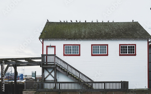 Seagulls on a House