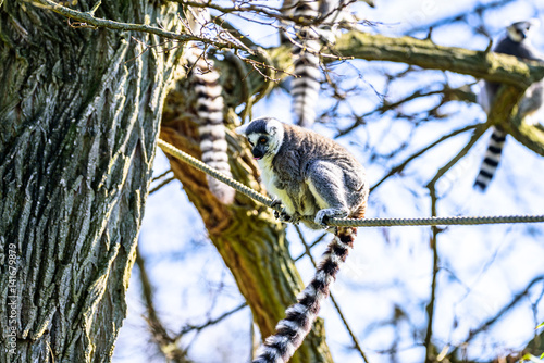 Kattas playing on trees