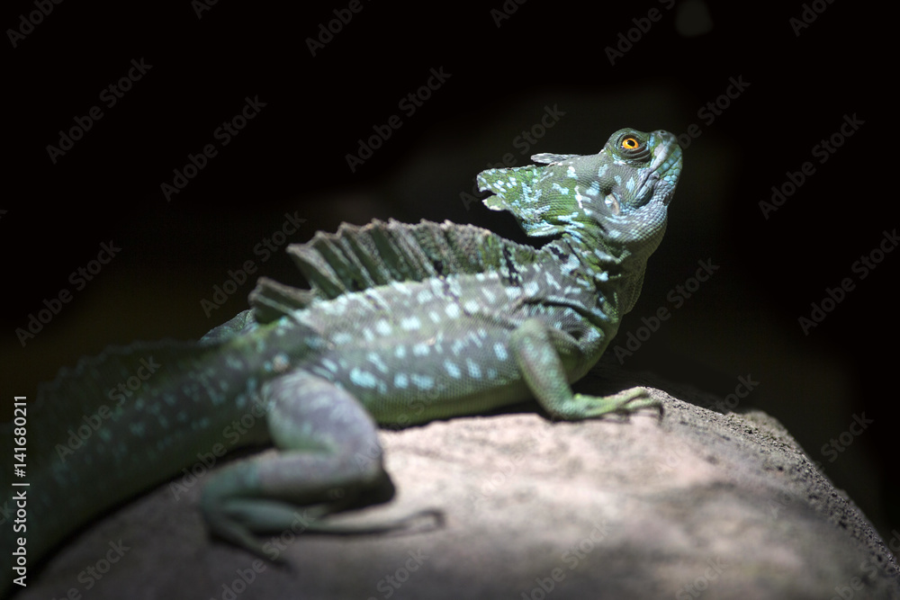 Fototapeta premium Lizard, Dragon at the Zoo