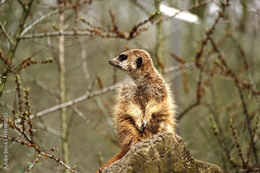 Obraz premium ..............Suricata suricatta, Erdmännchen, Tiere, Säugetiere, Tiergarten, Zoo
