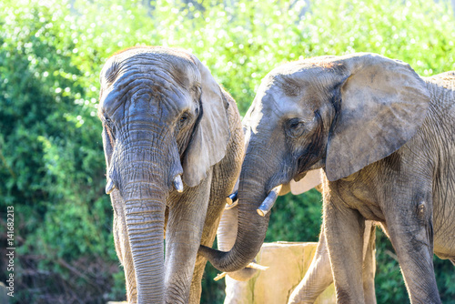Captive elephants enjoying the sun in the zoo