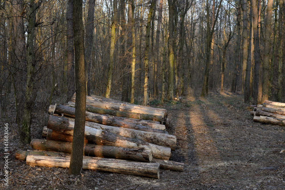 Pile of felled pine logs in the forest