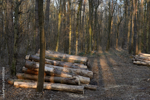 Obraz na płótnie Pile of felled pine logs in the forest w salonie