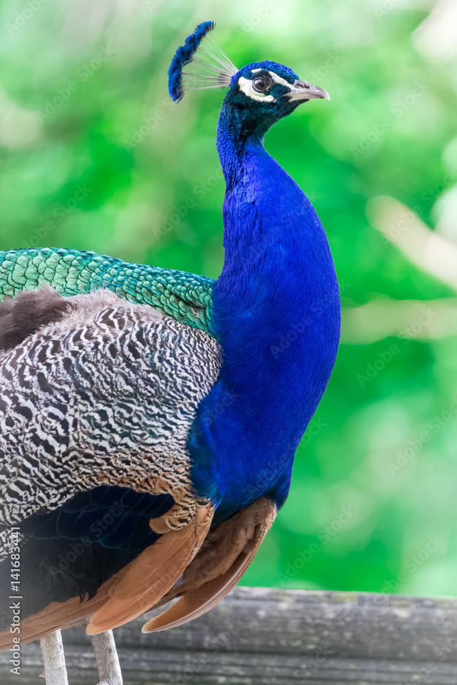 Obraz premium Peacock bird portrait