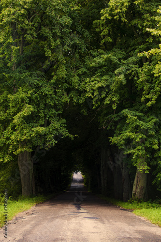 Fototapeta Naklejka Na Ścianę i Meble -  Magical road in the old forest