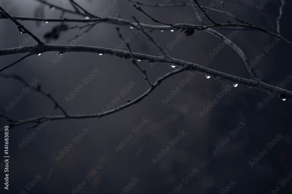 Branches without leaves with drops. Fresh rain drops on the branches. Tree branch with water drop after rain. Branches without leaves with drops. Fresh rain drops on the branches. Tree branch with water drop after rain.