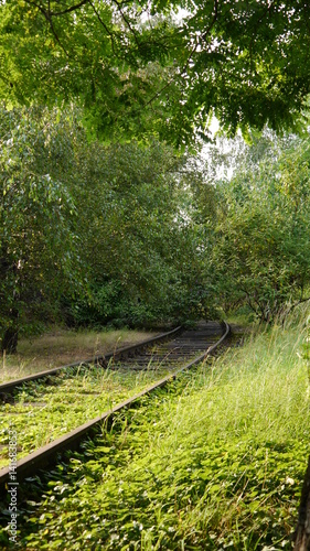 Das Gleis und die Natur