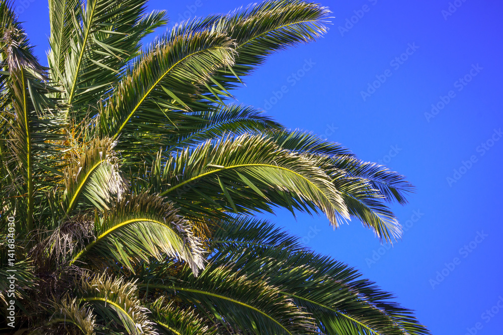 palm tree at the sky, location - New Zealand