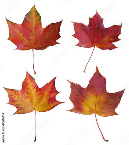 A set of maple leaves isolated on white background.