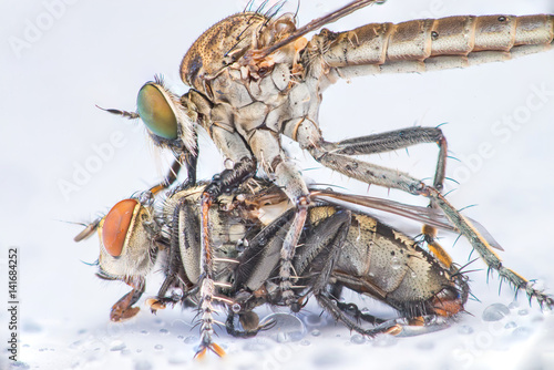 Brown Heath Robberfly (Arthropoda: Diptera: Asilidae: Machimus: Machimus cingulatus) eating a Flesh Fly (Sarcophaga crassipalpis Macquart) isolated with white background
 photo