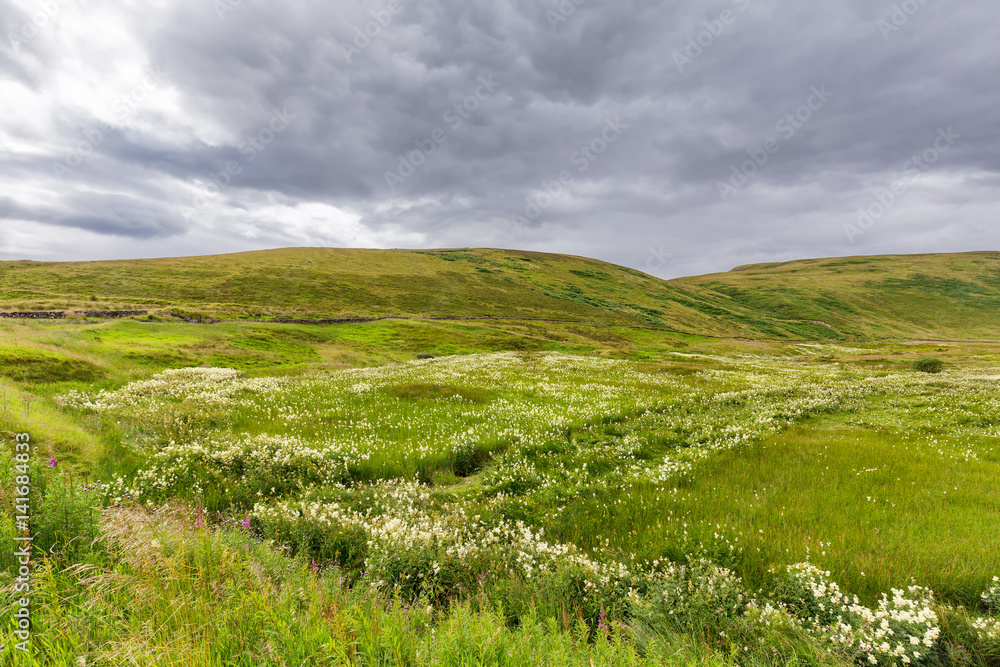 Landscape view of a dried stream in summer invites wildflowers to grow in the highlands of Scotland outside of Crieff.
