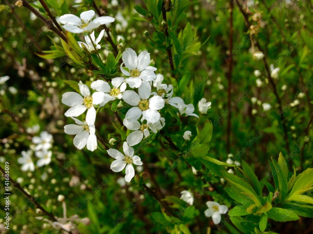 Small white flowers Small white flowers