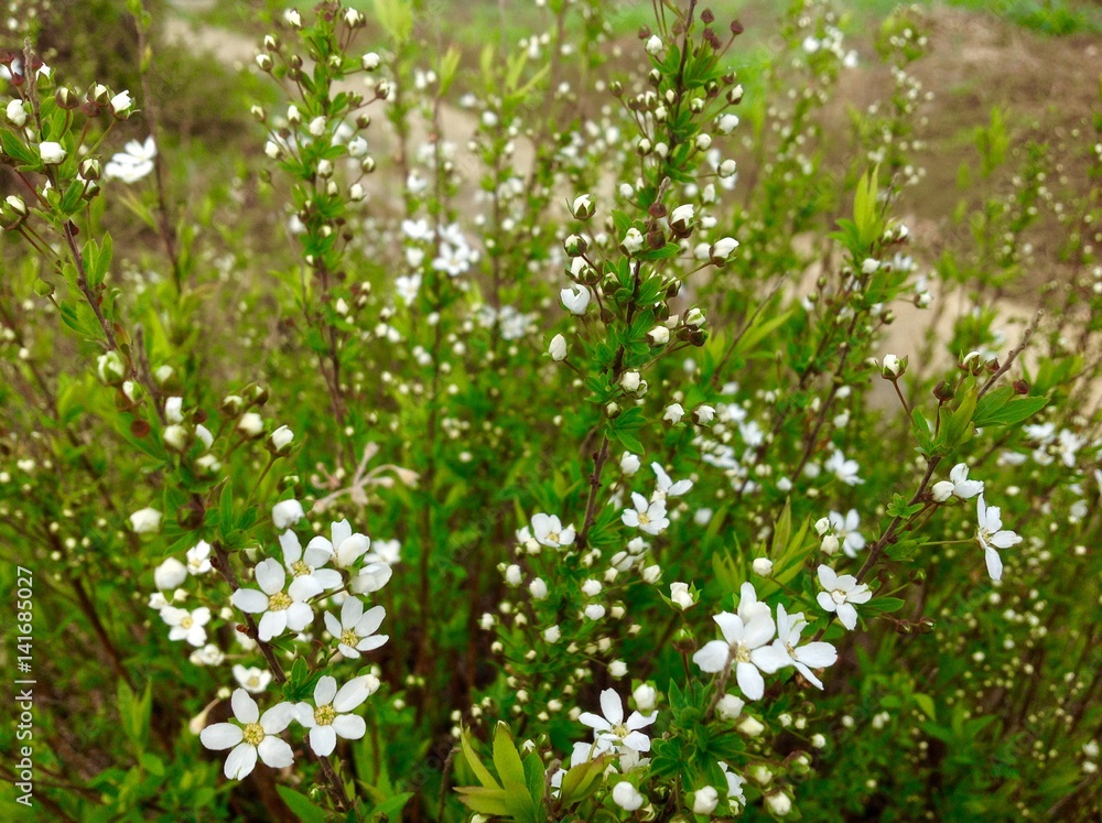 Little white flowers Little white flowers