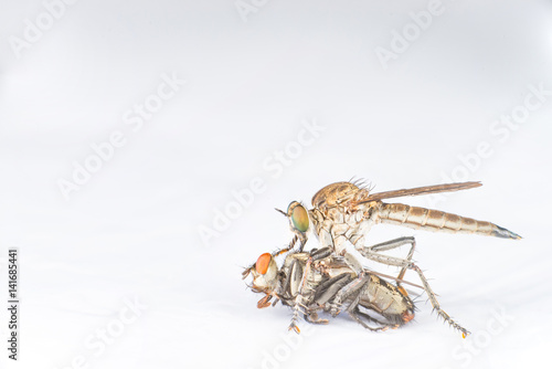 Brown Heath Robberfly (Arthropoda: Diptera: Asilidae: Machimus: Machimus cingulatus) eating a Flesh Fly (Sarcophaga crassipalpis Macquart) isolated with white background
