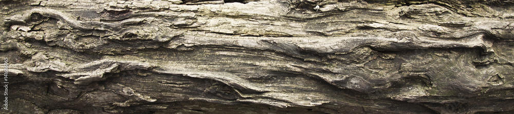 Tree bark texture. Nature rich wood background. Texture pattern of old figured cracked bark. Tree bark texture. Nature rich wood background. Texture pattern of old figured cracked bark.
