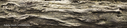 Foto Tree bark texture