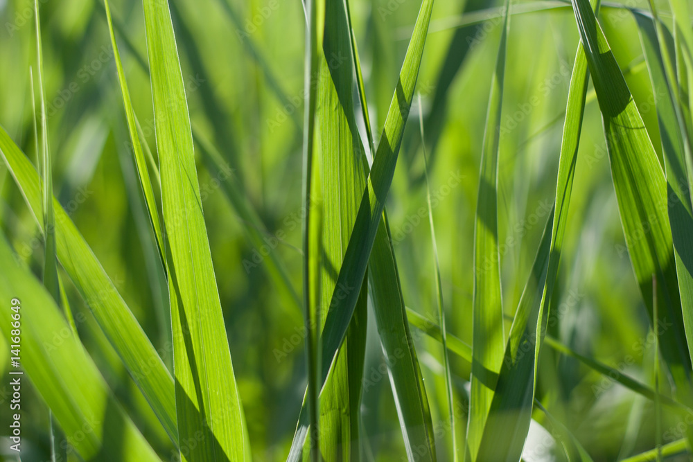 Fototapeta premium Green fresness leaves background