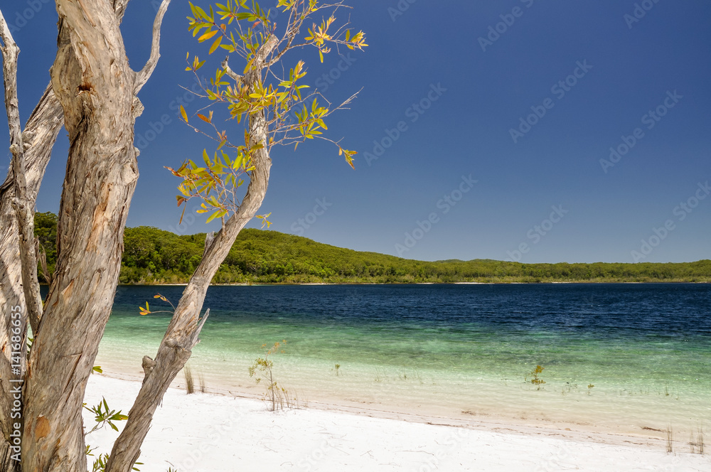 Stunning view of Lake McKenzie on Fraser Island, Queensland, Australia, located in the Great Sandy National Park. White sand composed of pure, white silica. Beautiful tree in backfround. Clear water.