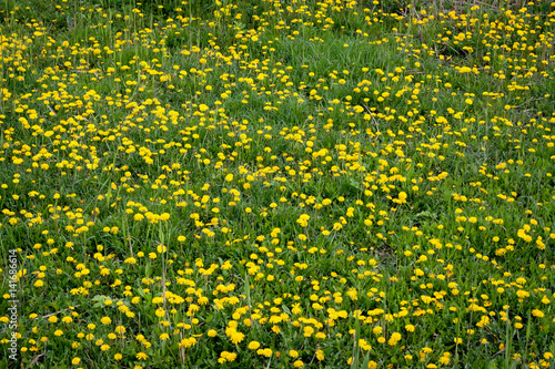 Yellow dandelions field