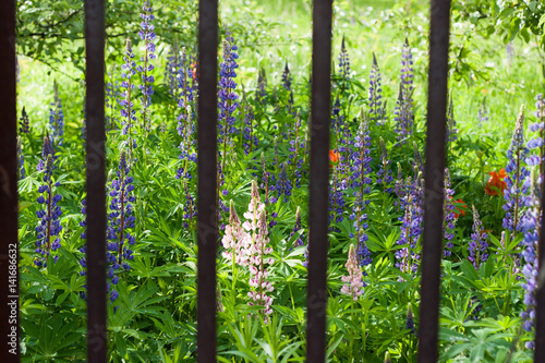 Lupine grows behind grate