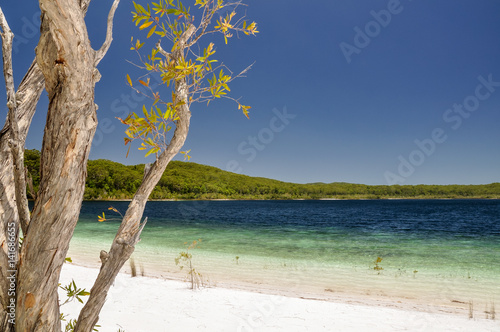 Fototapeta Naklejka Na Ścianę i Meble -  Stunning view of Lake McKenzie on Fraser Island, Queensland, Australia, located in the Great Sandy National Park. White sand composed of pure, white silica. Beautiful tree in backfround. Clear water.