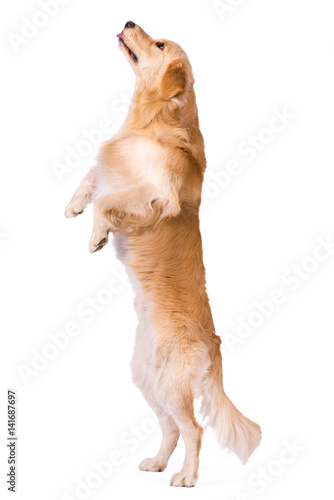 Golden Retriever standing showing tongue isolated on white