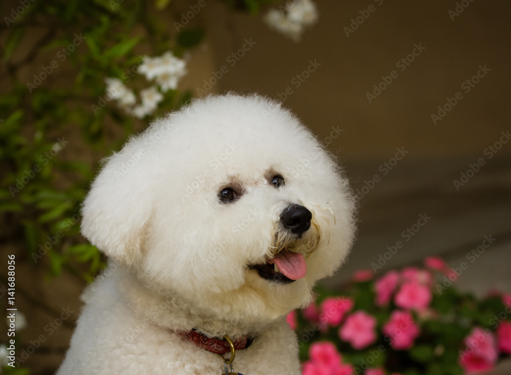 Bicon Frise dog head shot with flowers in background Bicon Frise dog head shot with flowers in background