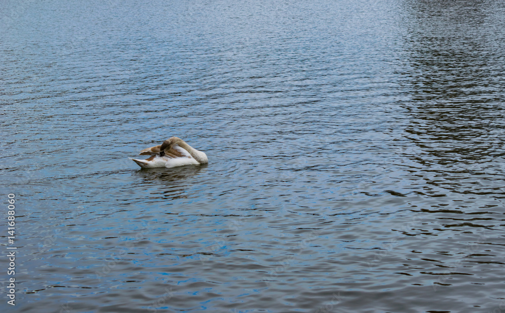 Fototapeta premium swans