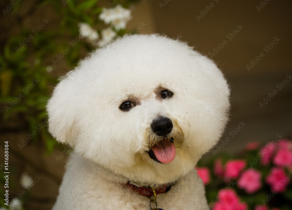 Bicon Frises dog portrait against garden
