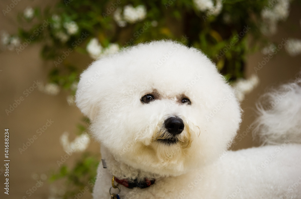 Bicon Frise dog head shot with white flowers in the background Bicon Frise dog head shot with white flowers in the background