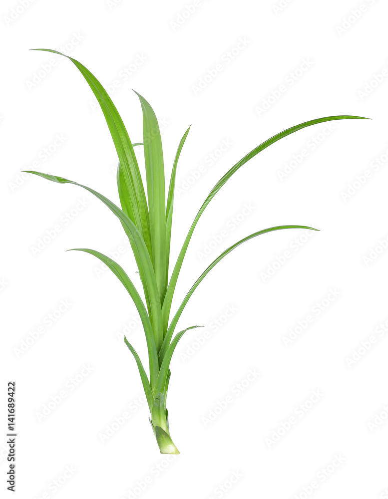 Fresh Pandan leaves isolated on white background Fresh Pandan leaves isolated on white background
