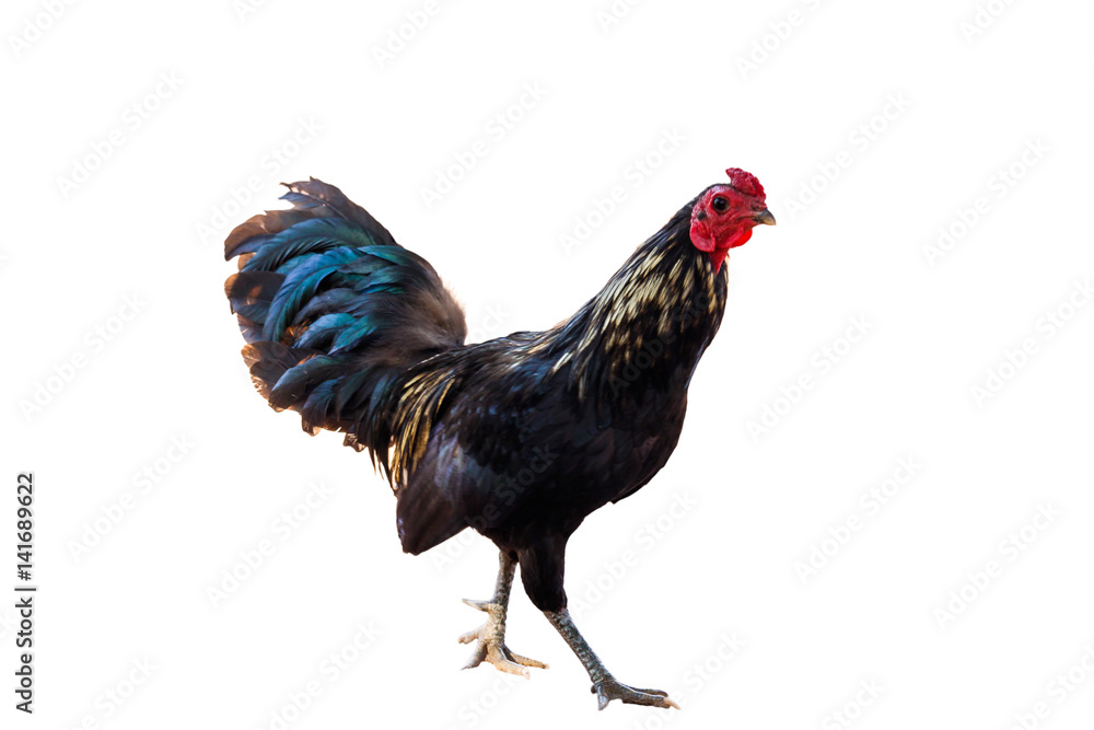 Fototapeta premium Rooster (Male Chicken) isolate white background with clipping path
