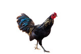 Rooster (Male Chicken) isolate white background with clipping path